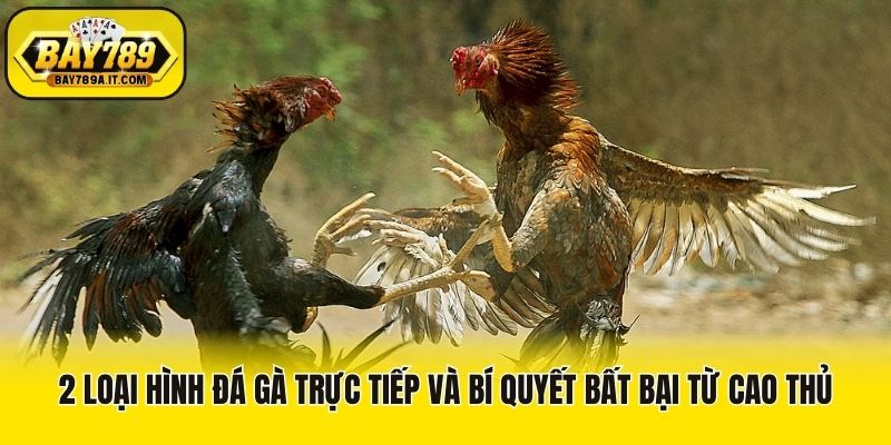 2 Loại Hình Đá Gà Trực Tiếp Và Bí Quyết Bất Bại Từ Cao Thủ