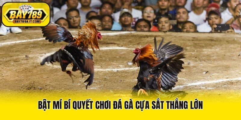 Bật mí bí quyết chơi đá gà cựa sắt thắng lớn