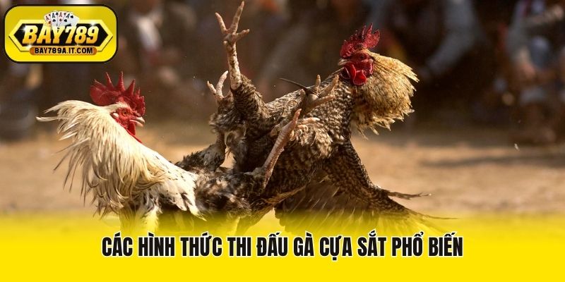 Các hình thức thi đấu gà cựa sắt phổ biến