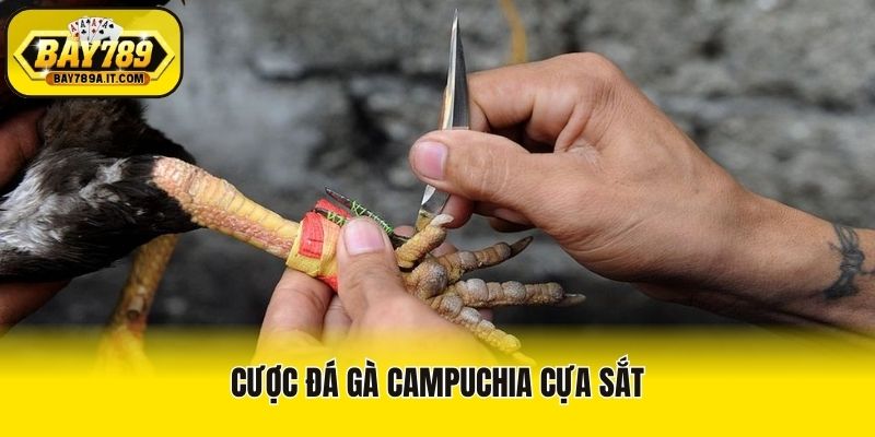 Cược đá gà Campuchia cựa sắt