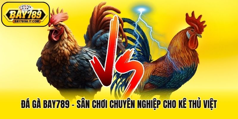 Đá gà Bay789 - Sân chơi chuyên nghiệp cho kê thủ Việt