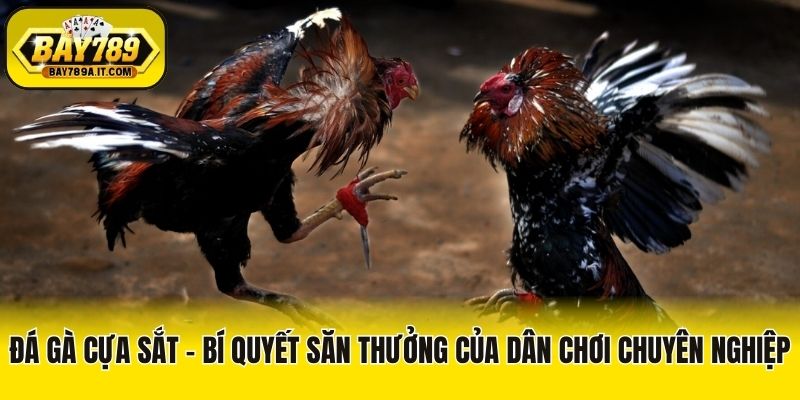 Đá Gà Cựa Sắt - Bí Quyết Săn Thưởng Của Dân Chơi Chuyên Nghiệp