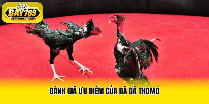 Đánh giá ưu điểm của đá gà Thomo