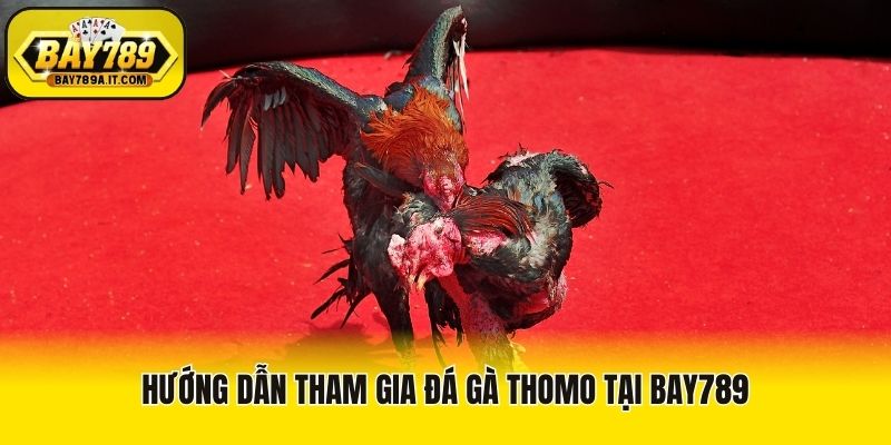 Hướng dẫn tham gia đá gà Thomo tại Bay789