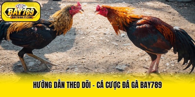 Hướng dẫn theo dõi - cá cược đá gà Bay789