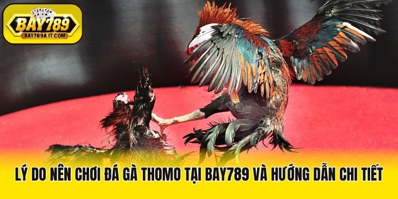 Lý Do Nên Chơi Đá Gà Thomo Tại Bay789 Và Hướng Dẫn Chi Tiết