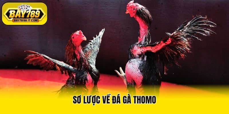 Sơ lược về đá gà Thomo