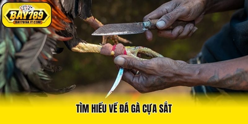 Tìm hiểu về đá gà cựa sắt
