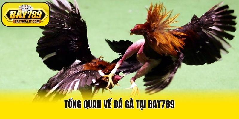 Tổng quan về đá gà tại Bay789